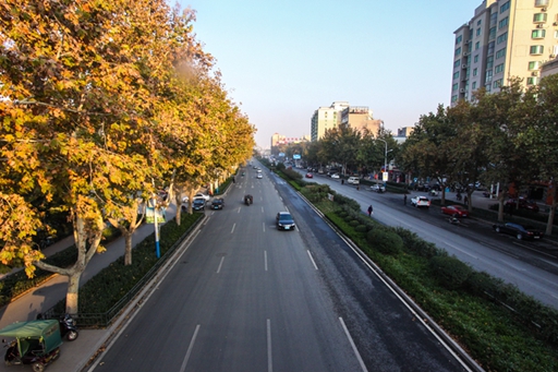 濟南市張莊路道路綠化工程